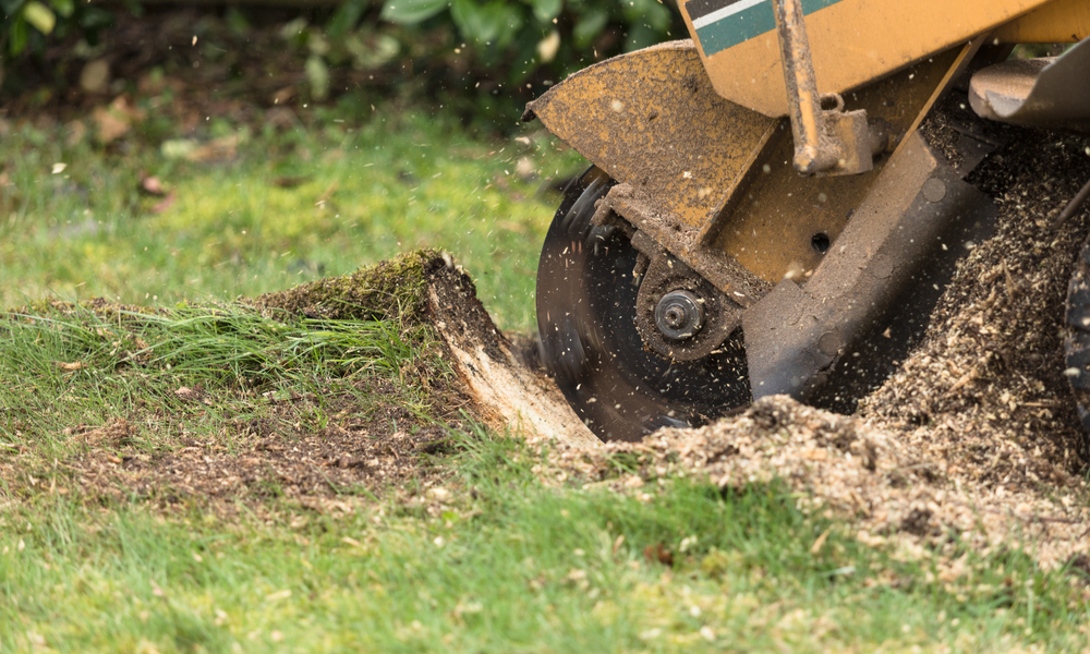 tree stump removal adelaide