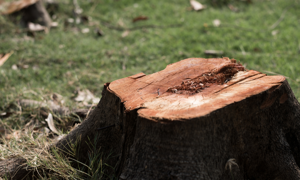 stump removal adelaide